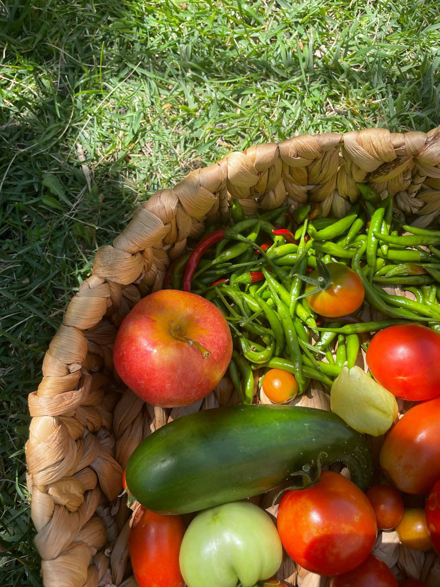 Navigating Summer Heat: Watering Tips for Southern Gardens