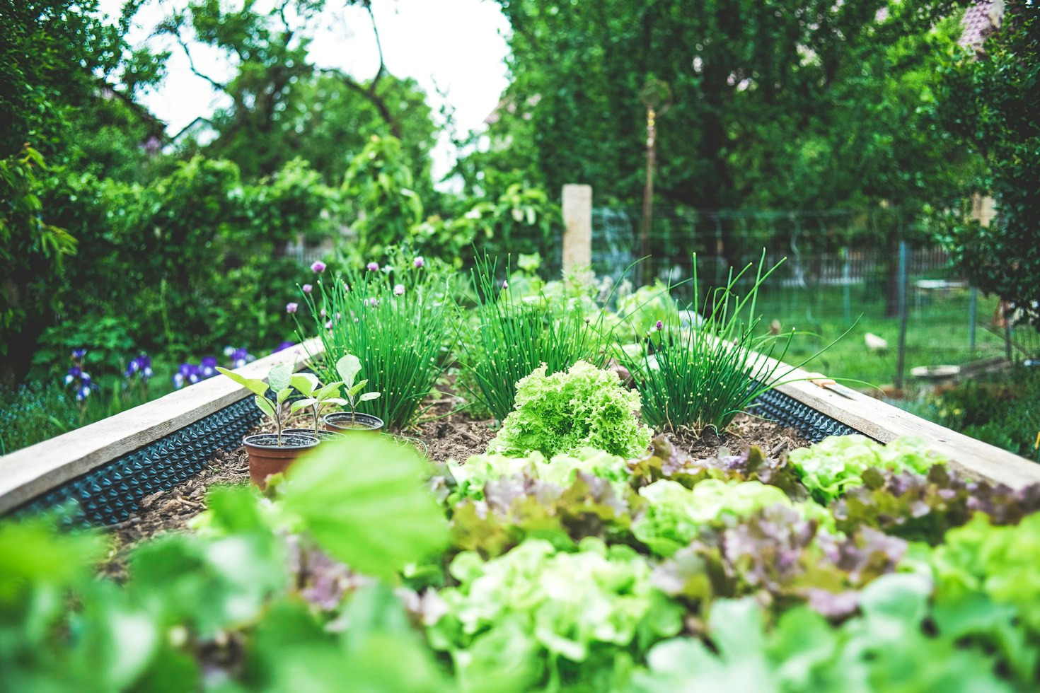 Year-Round Vegetable Gardening in the Palmetto State