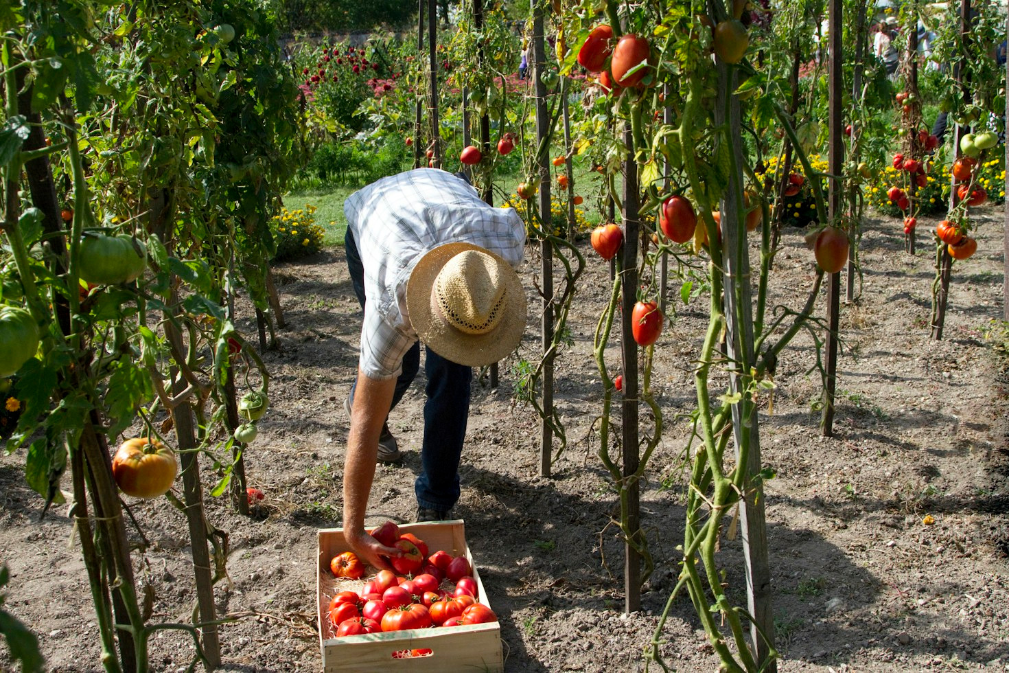 Managing Common Coastal Carolina Garden Pests Naturally